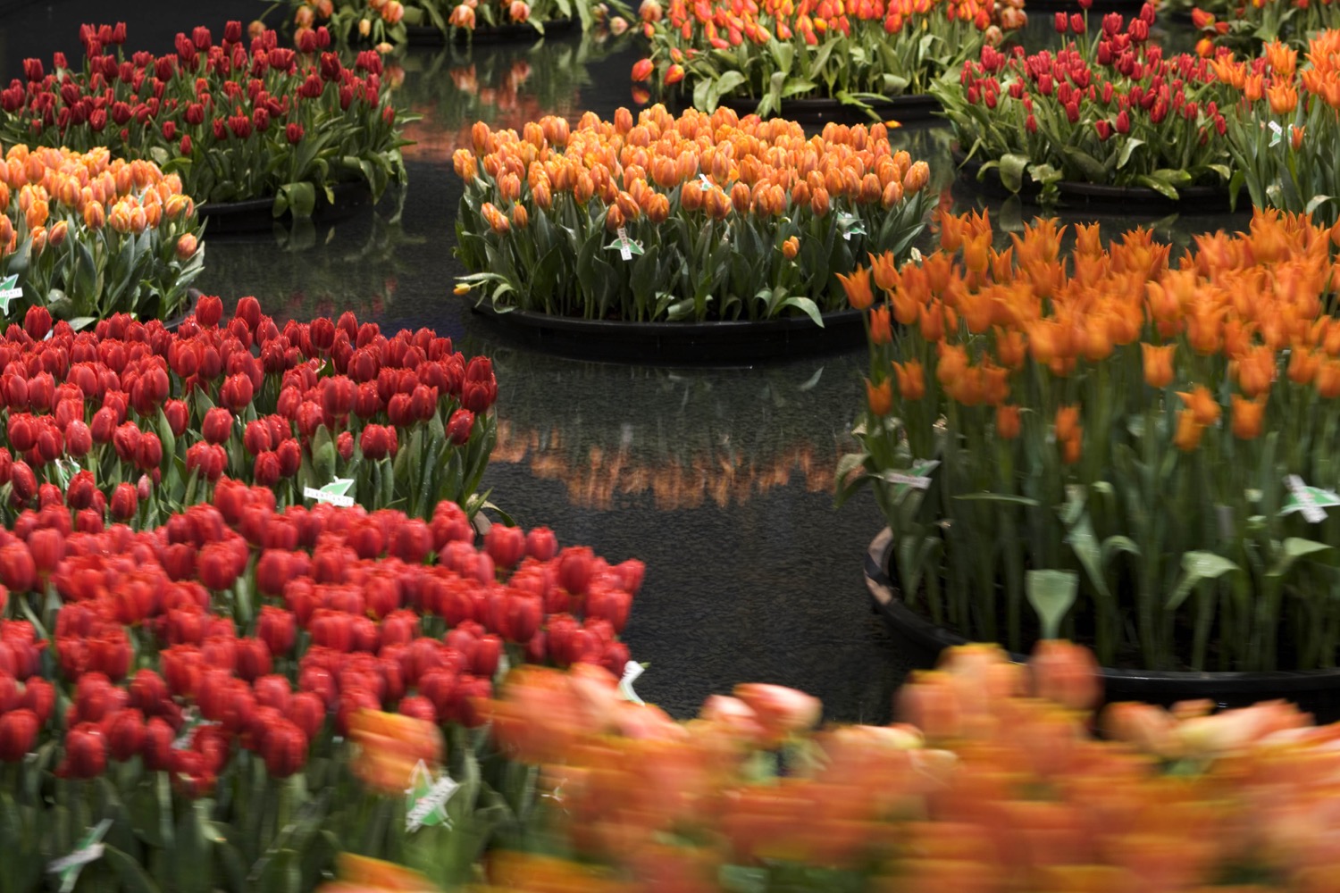 ,Ballet des tulipes'  Giardina Zürich 2006