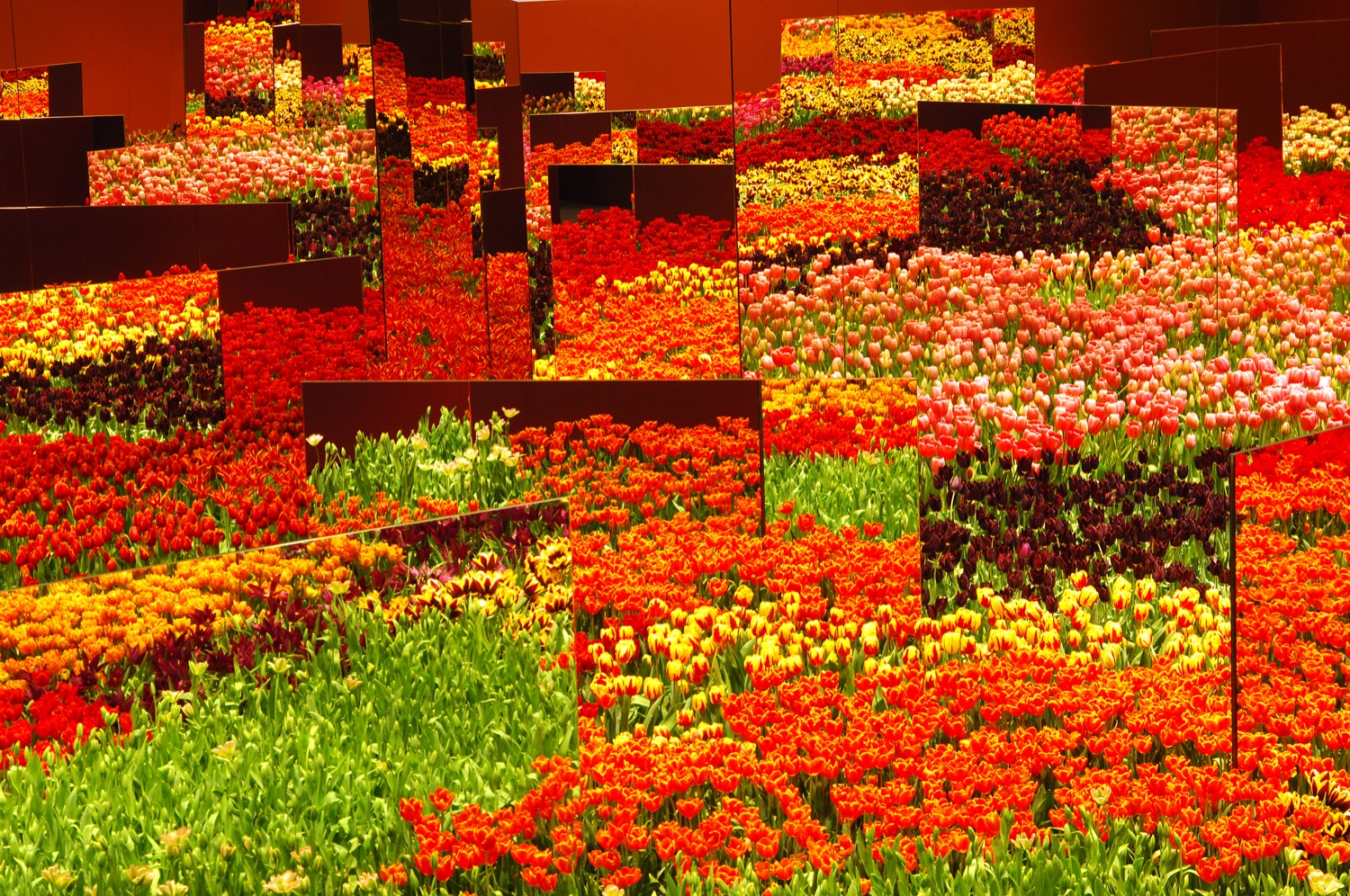 'La boîte aux fleurs'  Giardina Zürich 2011